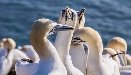 长毛拖把狗，长毛像拖把一样的狗