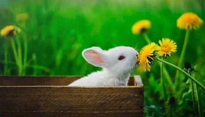 长毛拖把狗，长毛像拖把一样的狗