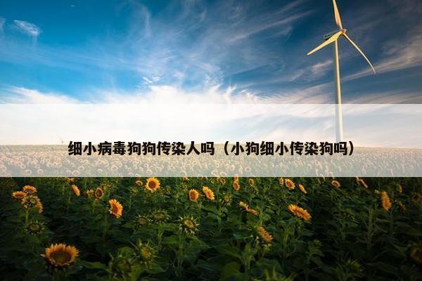 细小病毒狗狗传染人吗（小狗细小传染狗吗）