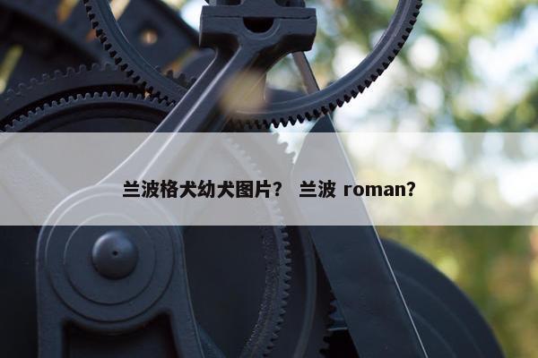 兰波格犬幼犬图片？ 兰波 roman？
