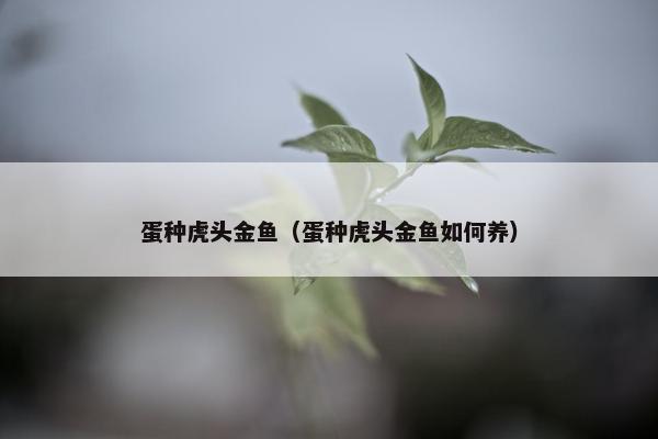 蛋种虎头金鱼（蛋种虎头金鱼如何养）