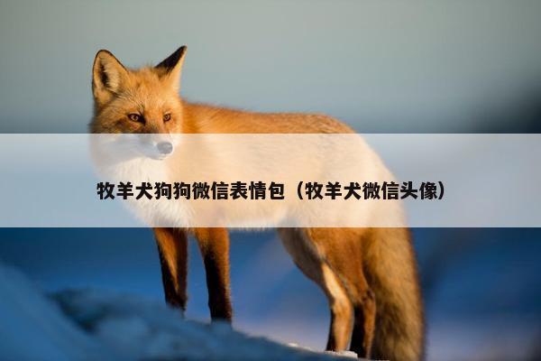 牧羊犬狗狗微信表情包（牧羊犬微信头像）