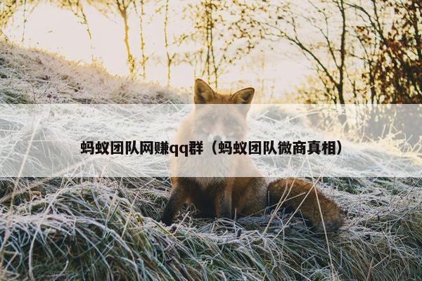 蚂蚁团队网赚qq群（蚂蚁团队微商真相）