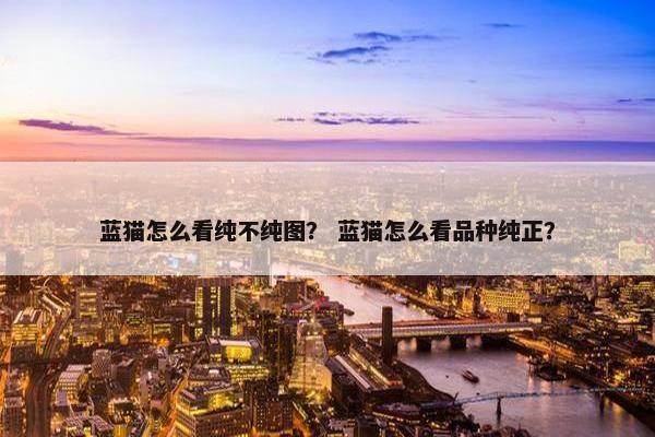 蓝猫怎么看纯不纯图？ 蓝猫怎么看品种纯正？