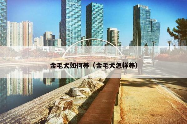 金毛犬如何养（金毛犬怎样养）