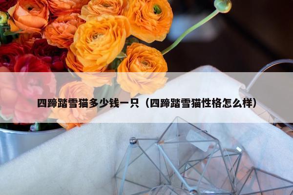 四蹄踏雪猫多少钱一只（四蹄踏雪猫性格怎么样）