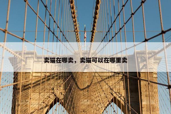 卖猫在哪卖，卖猫可以在哪里卖