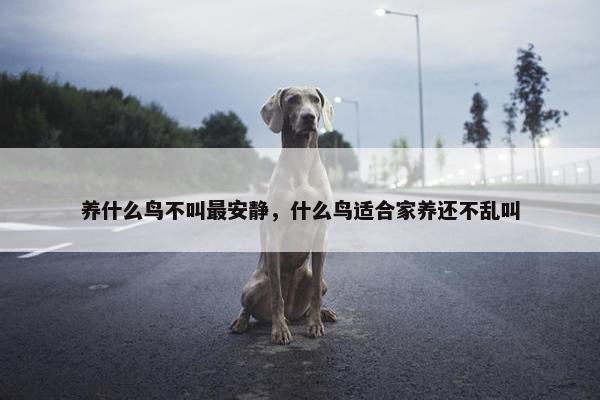 养什么鸟不叫最安静，什么鸟适合家养还不乱叫
