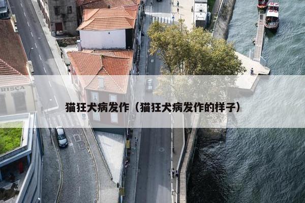 猫狂犬病发作（猫狂犬病发作的样子）