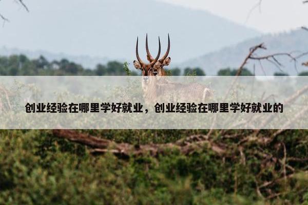 创业经验在哪里学好就业，创业经验在哪里学好就业的
