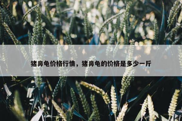 猪鼻龟价格行情，猪鼻龟的价格是多少一斤