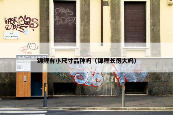 锦鲤有小尺寸品种吗（锦鲤长得大吗）
