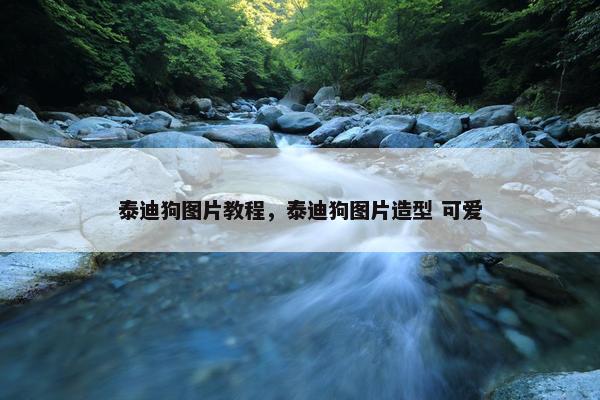 泰迪狗图片教程，泰迪狗图片造型 可爱