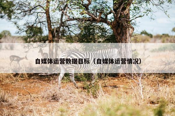 自媒体运营数据目标（自媒体运营情况）