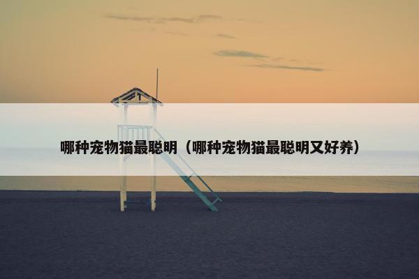 哪种宠物猫最聪明（哪种宠物猫最聪明又好养）