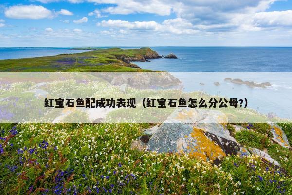 红宝石鱼配成功表现（红宝石鱼怎么分公母?）