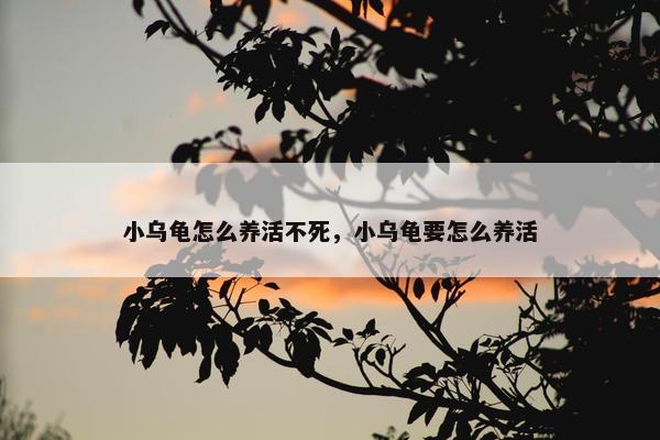小乌龟怎么养活不死，小乌龟要怎么养活