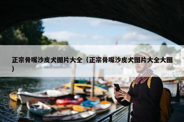 正宗骨嘴沙皮犬图片大全（正宗骨嘴沙皮犬图片大全大图）