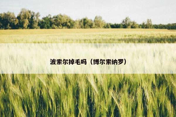 波索尔掉毛吗（博尔索纳罗）