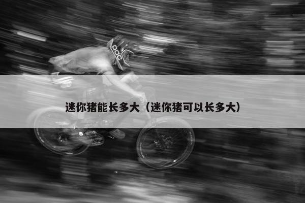 迷你猪能长多大（迷你猪可以长多大）