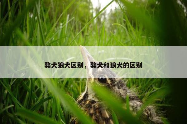 獒犬狼犬区别，獒犬和狼犬的区别
