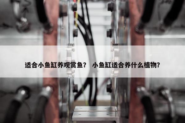 适合小鱼缸养观赏鱼？ 小鱼缸适合养什么植物？