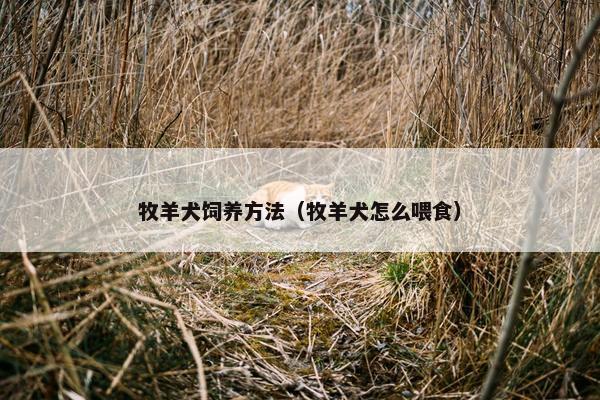 牧羊犬饲养方法（牧羊犬怎么喂食）