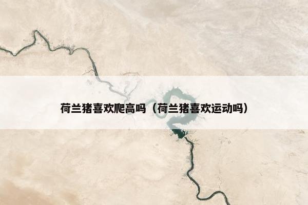 荷兰猪喜欢爬高吗（荷兰猪喜欢运动吗）
