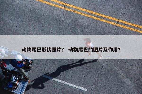 动物尾巴形状图片？ 动物尾巴的图片及作用？