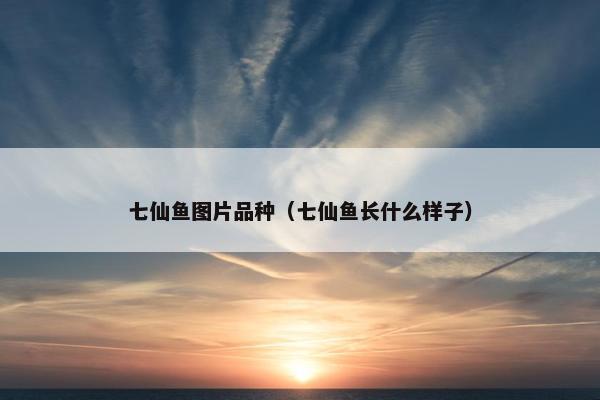 七仙鱼图片品种（七仙鱼长什么样子）