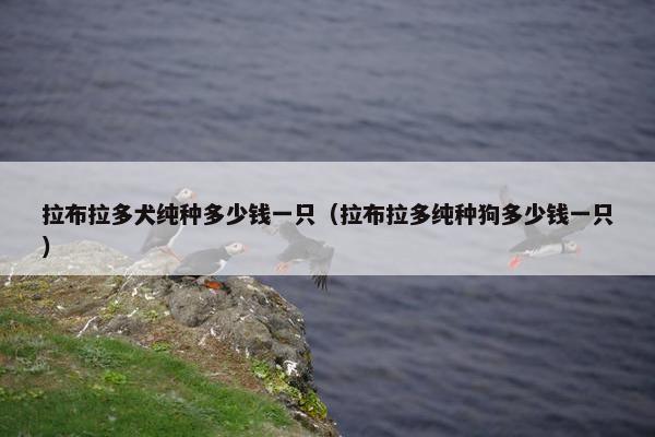 拉布拉多犬纯种多少钱一只（拉布拉多纯种狗多少钱一只）