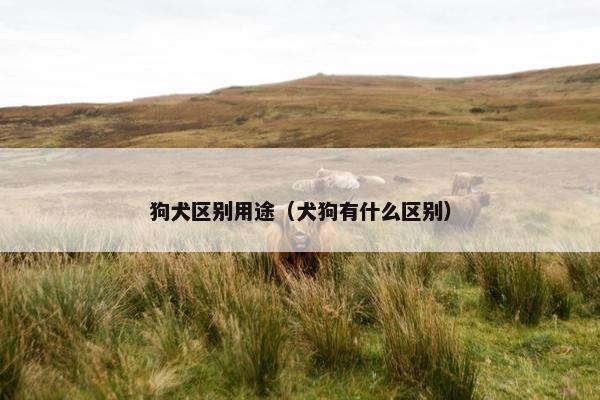 狗犬区别用途（犬狗有什么区别）