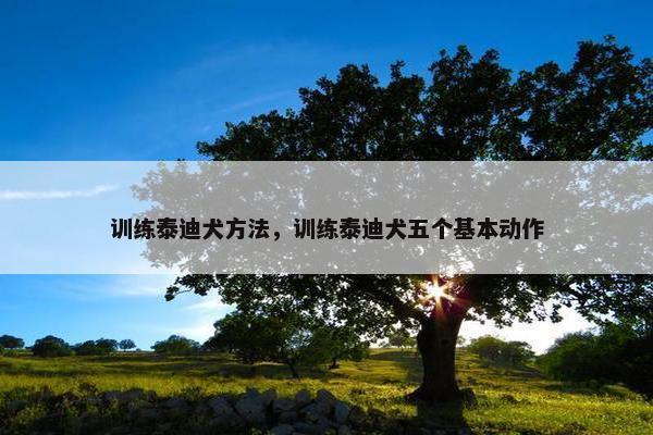 训练泰迪犬方法，训练泰迪犬五个基本动作