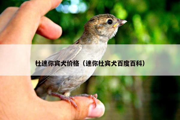 杜迷你宾犬价格（迷你杜宾犬百度百科）