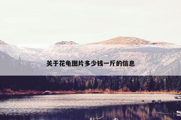 关于花龟图片多少钱一斤的信息