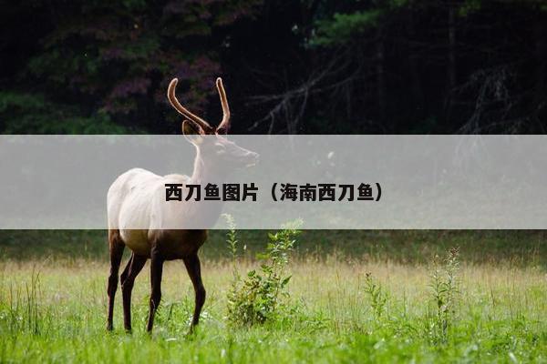 西刀鱼图片（海南西刀鱼）