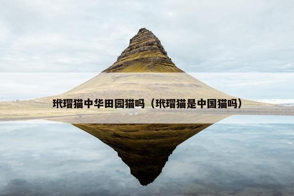 玳瑁猫中华田园猫吗（玳瑁猫是中国猫吗）