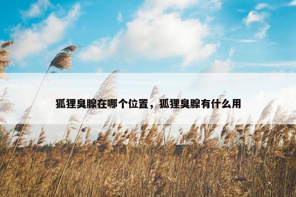 狐狸臭腺在哪个位置，狐狸臭腺有什么用