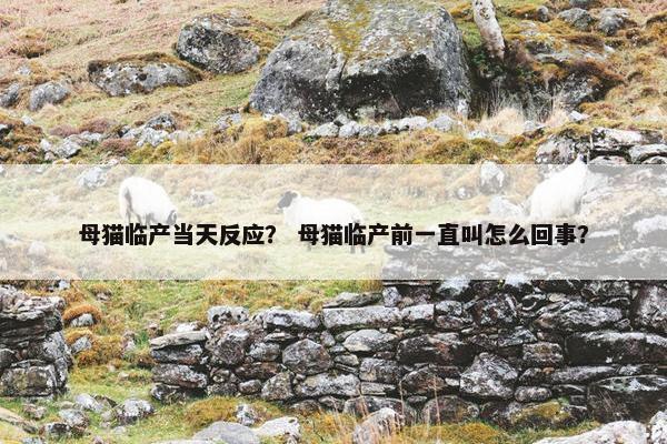 母猫临产当天反应？ 母猫临产前一直叫怎么回事？