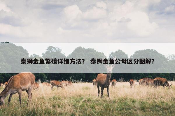 泰狮金鱼繁殖详细方法？ 泰狮金鱼公母区分图解？