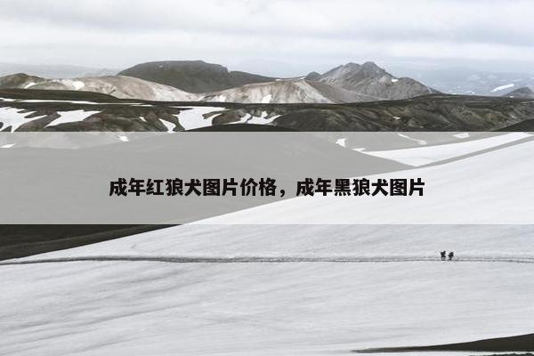 成年红狼犬图片价格，成年黑狼犬图片