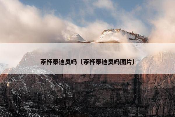茶杯泰迪臭吗（茶杯泰迪臭吗图片）