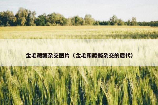 金毛藏獒杂交图片（金毛和藏獒杂交的后代）