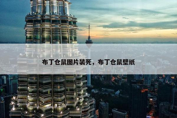 布丁仓鼠图片装死，布丁仓鼠壁纸