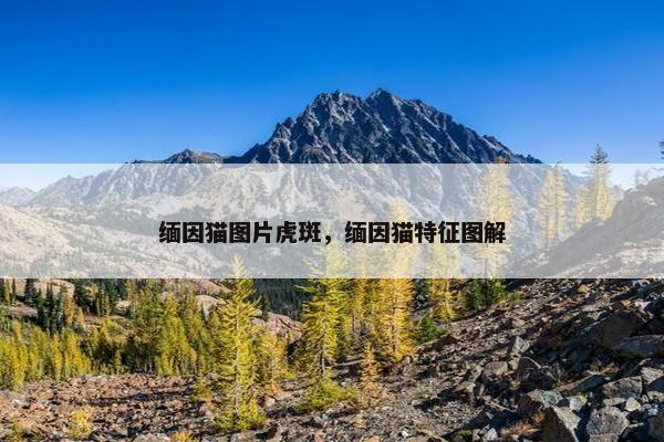 缅因猫图片虎斑，缅因猫特征图解