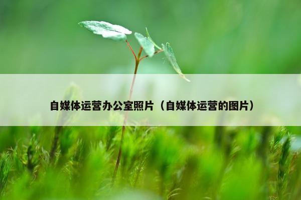 自媒体运营办公室照片（自媒体运营的图片）