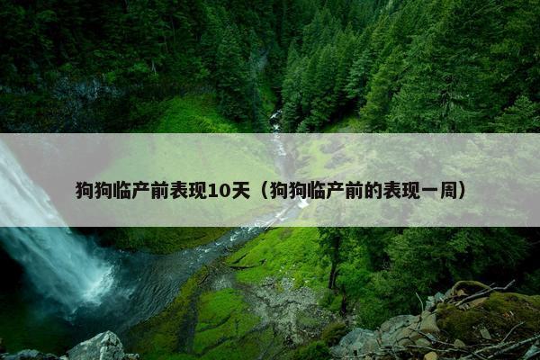 狗狗临产前表现10天（狗狗临产前的表现一周）