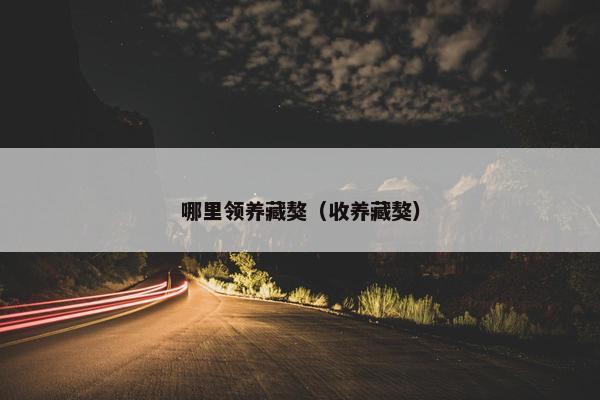 哪里领养藏獒（收养藏獒）