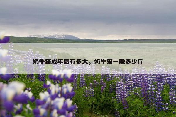 奶牛猫成年后有多大，奶牛猫一般多少斤