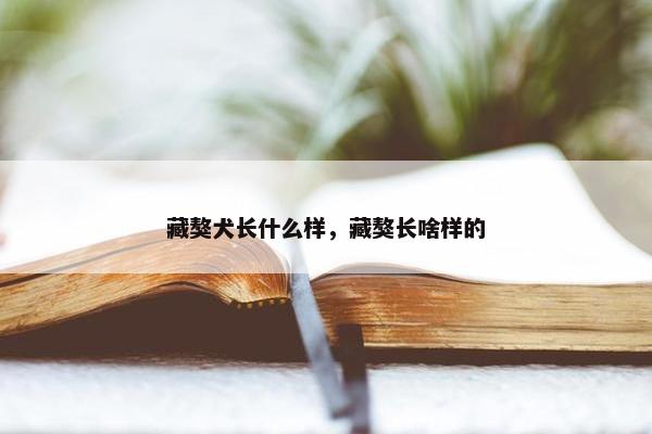 藏獒犬长什么样，藏獒长啥样的